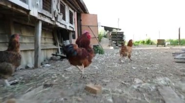 öğleden sonra yavaş çekim video tavuk kümesi tavuk