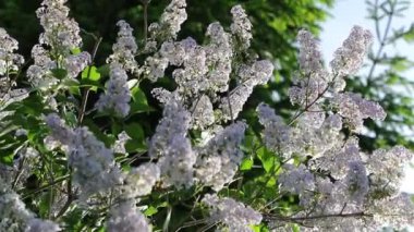 rüzgar yavaş hareket video küçük çiçeklerin hareketi