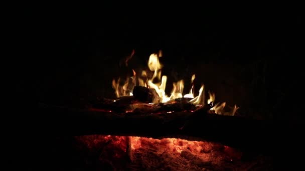 Fuego en la noche en el bosque video en cámara lenta — Vídeos de Stock