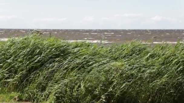 Verde hierba revolviendo en el viento cámara lenta de vídeo — Vídeo de stock