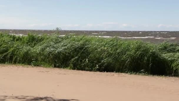 Зеленая трава перемешивается в ветре видео замедленного движения — стоковое видео