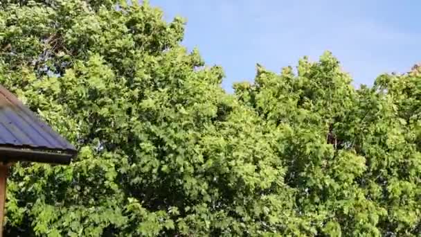 Зеленые листья двигаться медленное видео полный hd — стоковое видео
