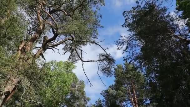 Orman ve uzun ağaçlar aşağıdan yukarıya gökyüzü görünümüne karşı — Stok video