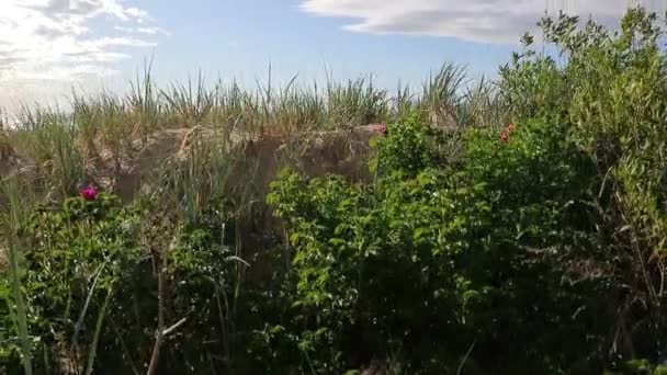 Camera rises from the bushes and takes off the sea — Stock Video