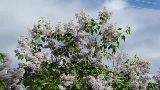 Caméra se déplace et enlève la vidéo au ralenti lilas — Video