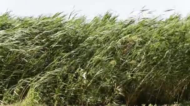 Groen gras roeren in de wind slow motion video — Stockvideo