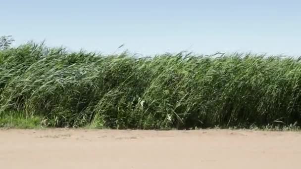 Зеленая трава перемешивается в ветре видео замедленного движения — стоковое видео