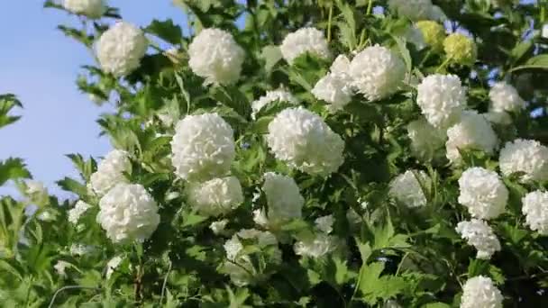 Κίνηση των λευκών μπουμπούκια των λουλουδιών από τον άνεμο — Αρχείο Βίντεο