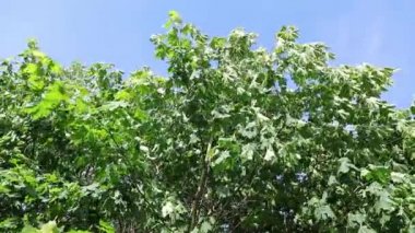 yeşil yapraklar yavaş hareket video full hd hareket