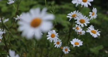 yaz aylarında bahçesinde papatya