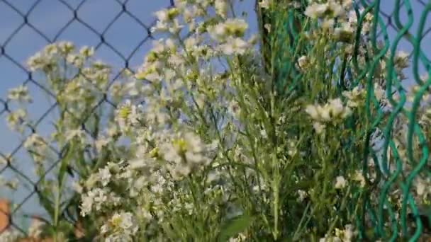 Mozgás a kis virágok a szél lassított videó — Stock videók