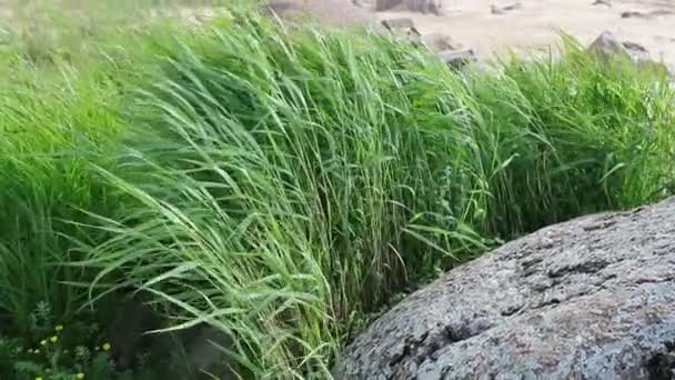 Grama verde mexendo no vento câmera lenta vídeo — Vídeo de Stock