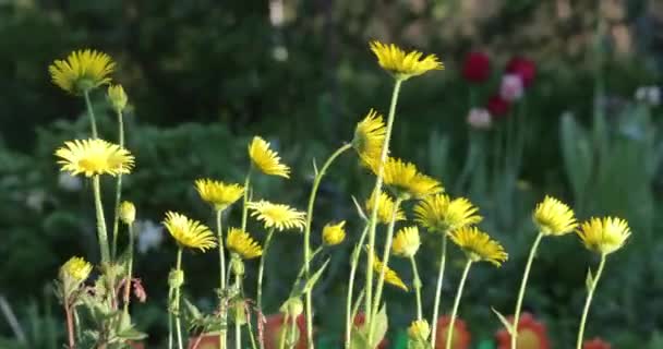 Gün boyunca avluda birkaç sarı çiçek — Stok video