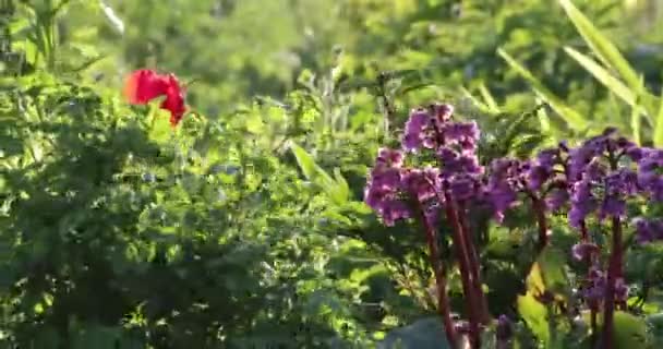 Blommor på sommaren på gården — Stockvideo