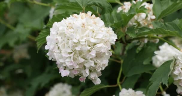 Brote de flor blanca en el patio en el verano — Vídeo de stock