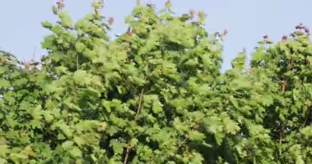 Groene boomtakken in de zomer tegen de hemel — Stockvideo