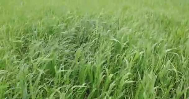 Hierba verde en el verano durante el día — Vídeo de stock