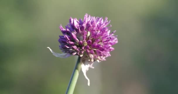 Bocciolo di fiori viola nel pomeriggio nel cortile — Video Stock