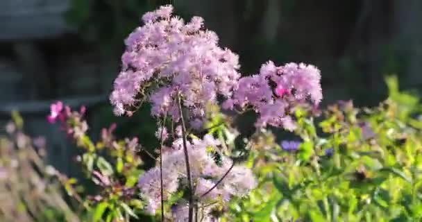 Petites fleurs violettes dans la cour en été — Video