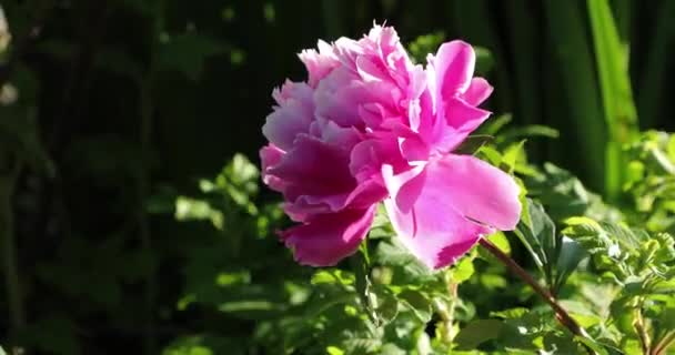 Brote de flor rosa en el patio en verano — Vídeos de Stock