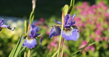 yaz aylarında parlak renklerle gelişen bitki örtüsü