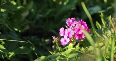 yaz aylarında bahçesinde küçük mor çiçekler