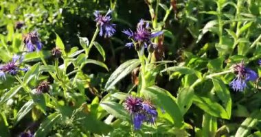 yaz aylarında parlak renklerle gelişen bitki örtüsü