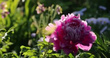 yaz aylarında bahçesinde pembe çiçek tomurcuk