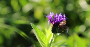 yaz aylarında bahçesinde eski çiçek tomurcuk