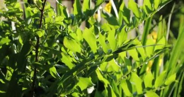 yaz aylarında parlak renklerle gelişen bitki örtüsü