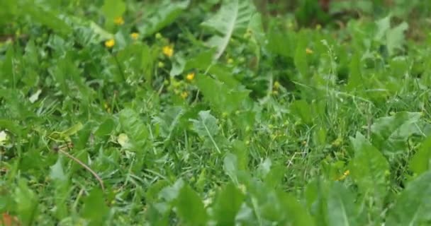 herbe verte en été pendant la journée 