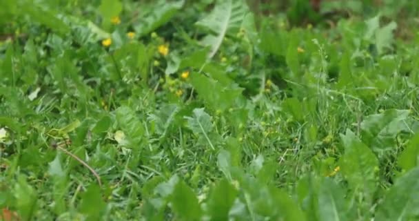 Groen gras in de zomer overdag — Stockvideo