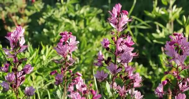 Weinig Violet bloemen in de tuin in de zomer — Stockvideo