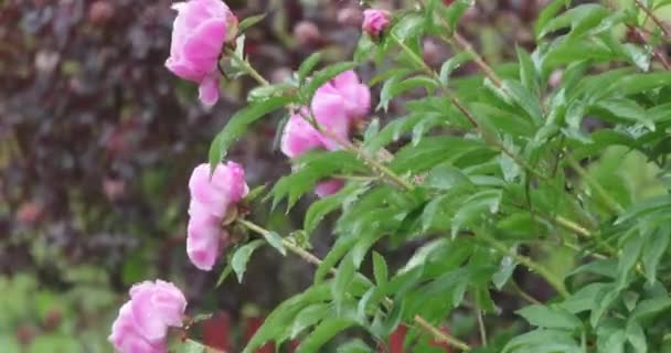 Bloeiende vegetatie met felle kleuren in de zomer — Stockvideo