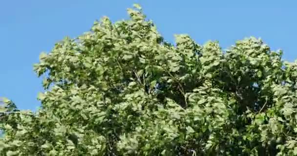 Rami di alberi verdi in estate contro il cielo — Video Stock