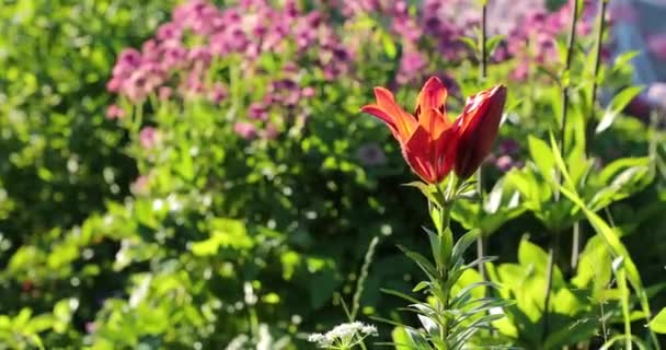 Little Violet blommor på gården på sommaren — Stockvideo