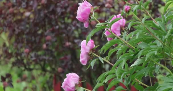 Kwitnące roślinność z jasnymi kolorami w lecie — Wideo stockowe