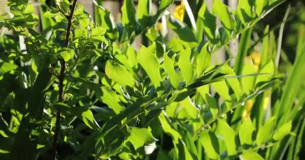 Vegetación floreciente con colores brillantes en el verano — Vídeo de stock