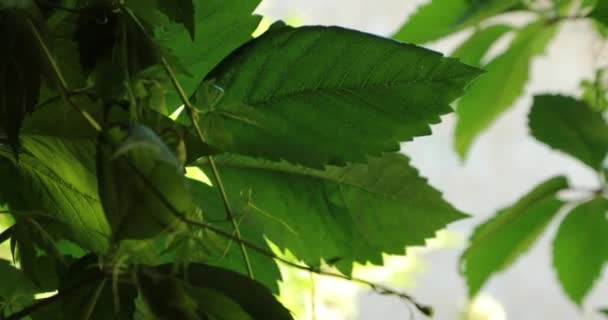 Зеленые листья на ветке дерева летом — стоковое видео