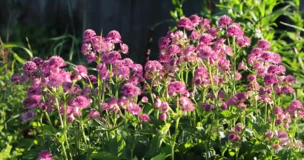 Piccoli fiori viola nel cortile in estate — Video Stock