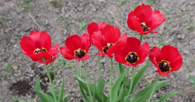 yaz aylarında gündüz birkaç kırmızı haşhaş