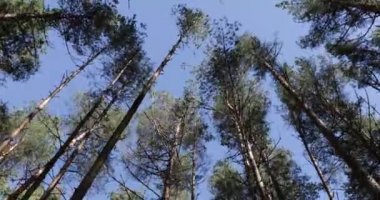 aşağıdan yukarıya mavi gökyüzü görünümüne karşı ağaçlar