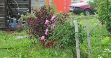 bahçesinde ve yağmur sırasında çiçek ve bitki örtüsü