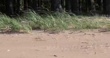 ağaçların bir arka plan üzerinde kumlu bir plajda yüksek çim