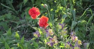 yaz aylarında parlak renklerle gelişen bitki örtüsü