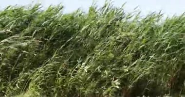 gündüz yaz aylarında yeşil çim