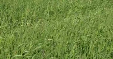 gündüz yaz aylarında yeşil çim