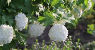 bahçesinde beyaz çiçek tomurcukları