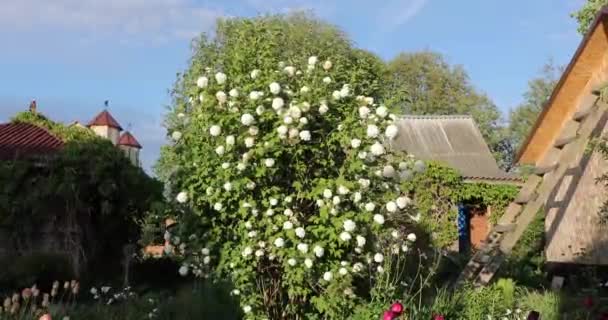 Arbusto con brotes blancos de flores en el verano — Vídeo de stock