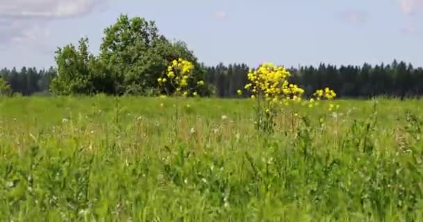 Большое зеленое поле с деревьями и растительностью — стоковое видео